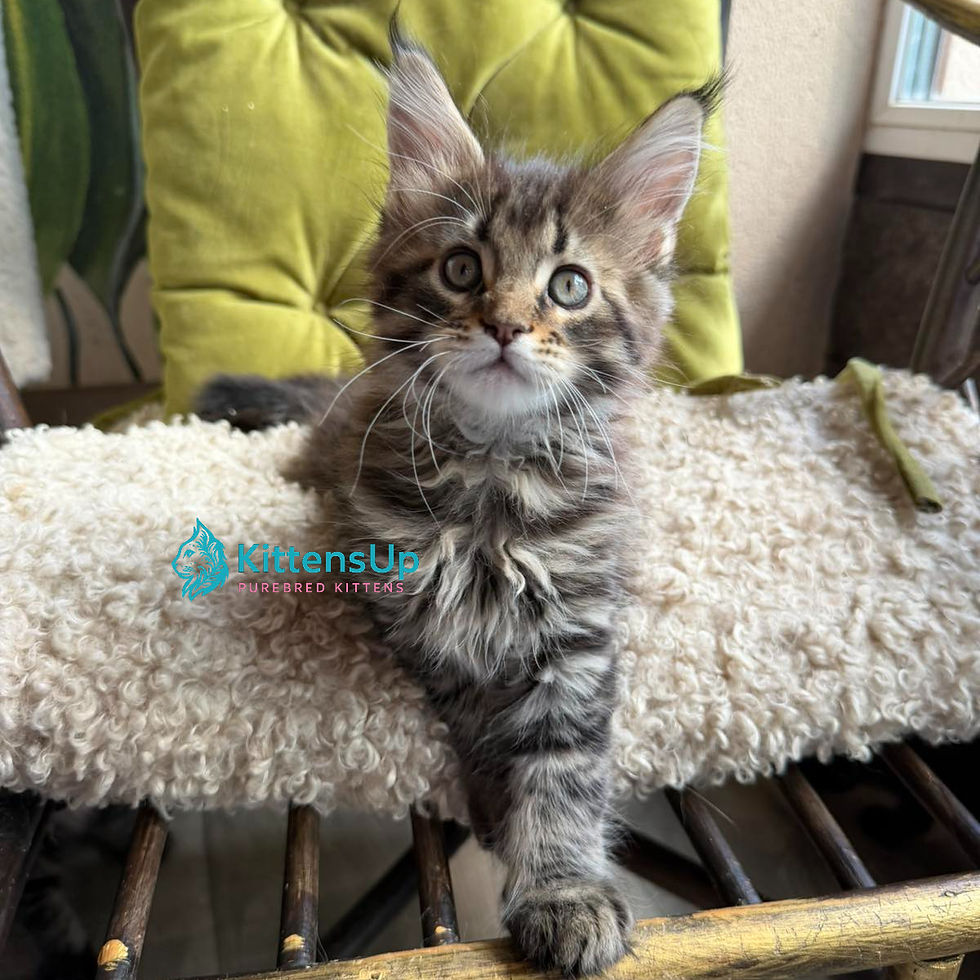 Maine Coon