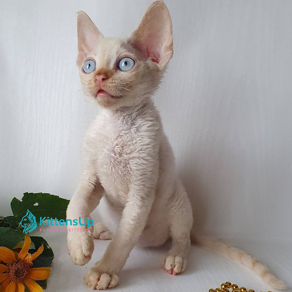 Devon Rex