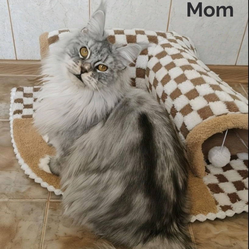 Thumbnail: Maine Coon