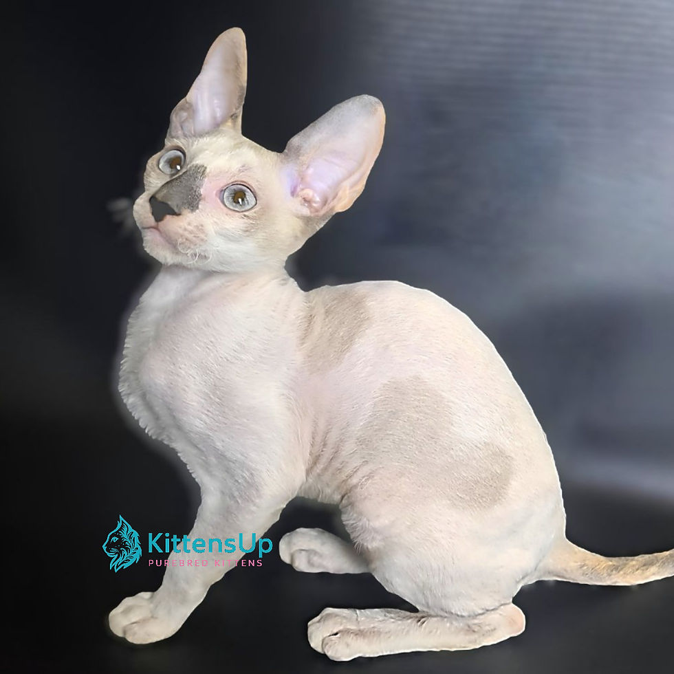 Thumbnail: Cornish Rex