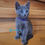 Thumbnail: 542 Luna (U) purebred Russian blue female kitten