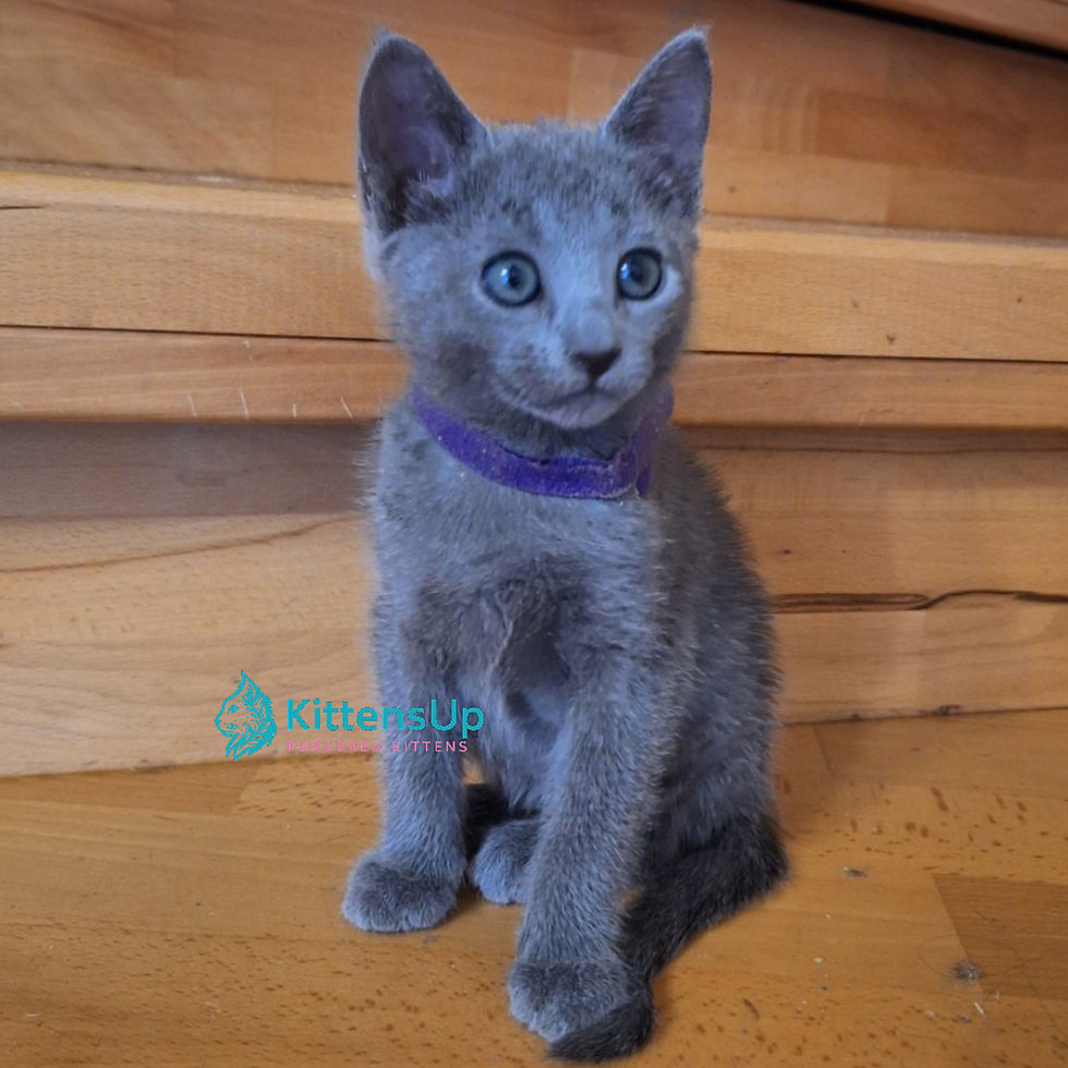 Thumbnail: 542 Luna (U) purebred Russian blue female kitten