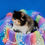 Thumbnail: 376 Mirabella (U) Persian longhair female kitten