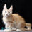 Thumbnail: 313 Frederick (R) Maine Coon male kitten