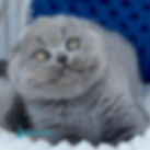Thumbnail: Scottish fold