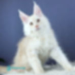 Thumbnail: Maine Coon