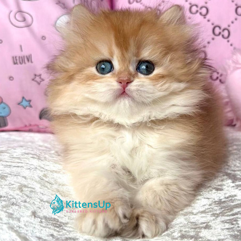 British longhair