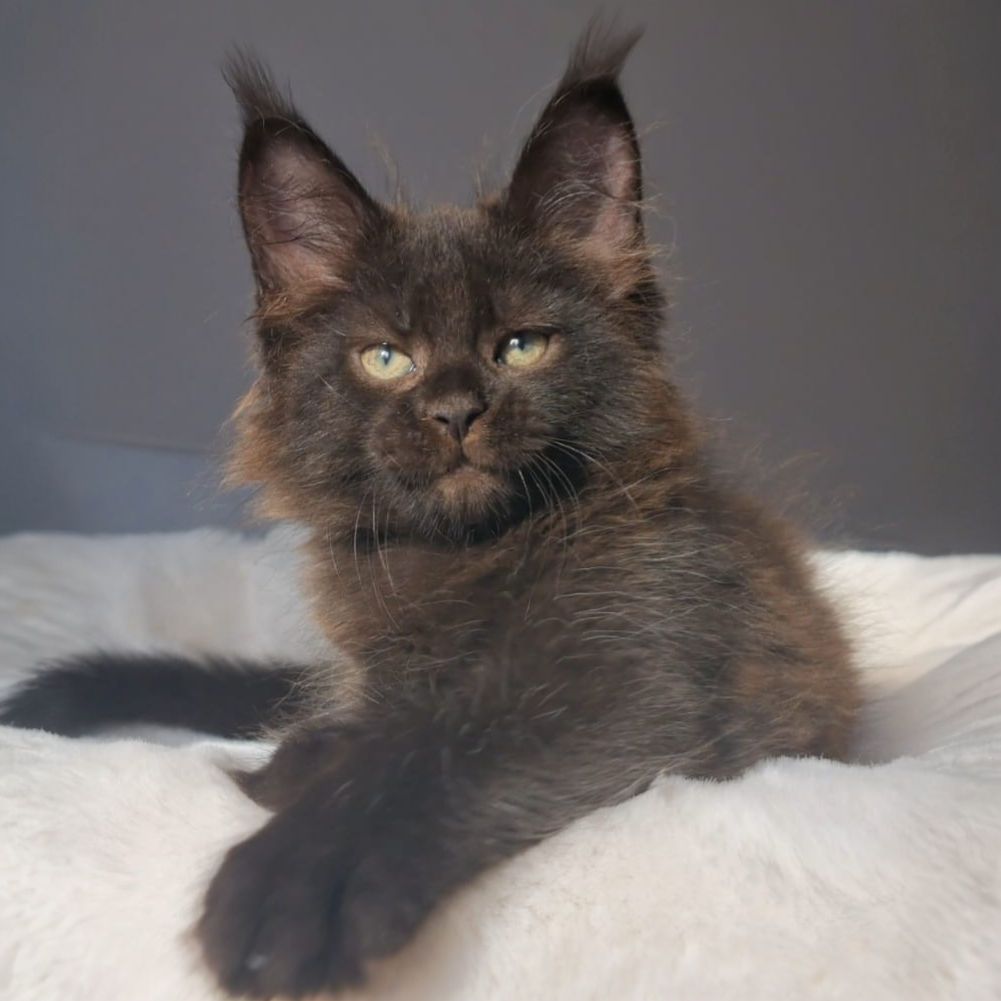 474 Lolita (R) Maine Coon female kitten