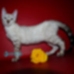 Bengal