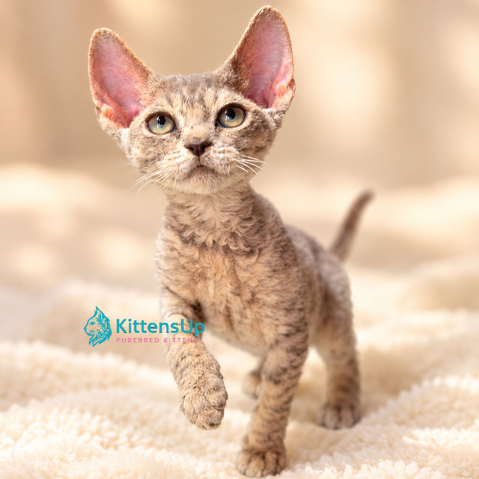 Devon Rex