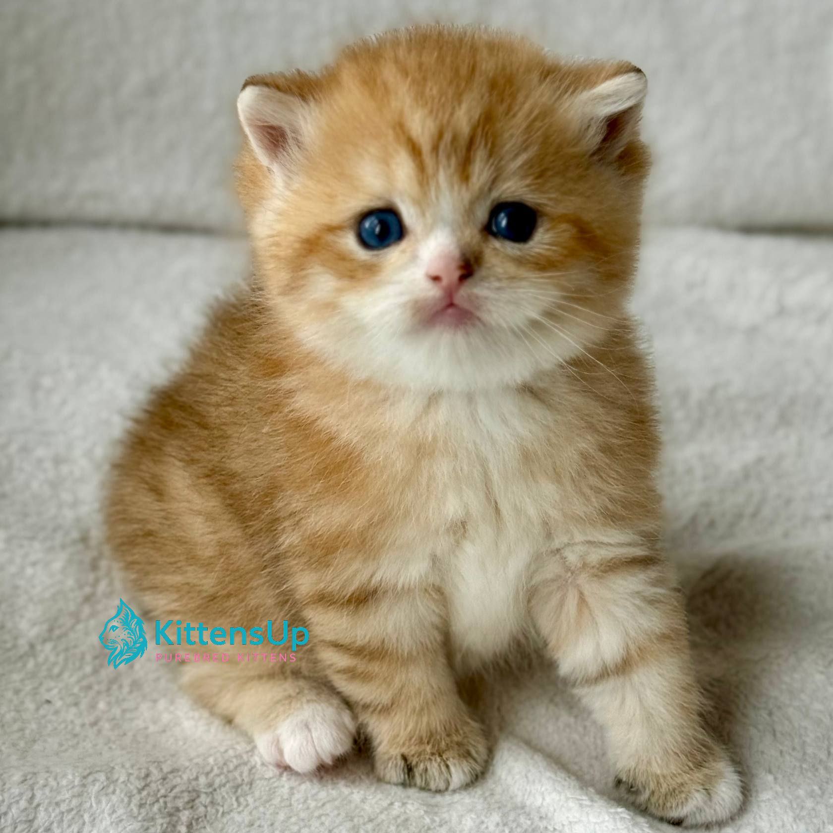 443 Xenon (U) British shorthair male kitten