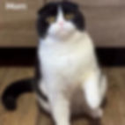 Thumbnail: Scottish Fold