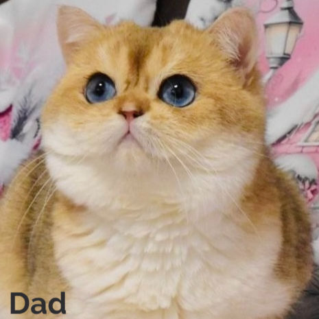 Thumbnail: 830 Honey (U) British shorthair kitten female kitten