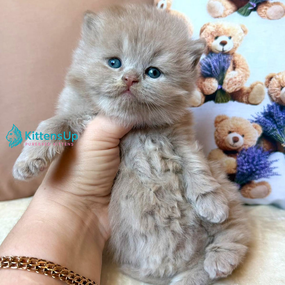 Thumbnail: 358 Fabian (U) British longhair male kitten