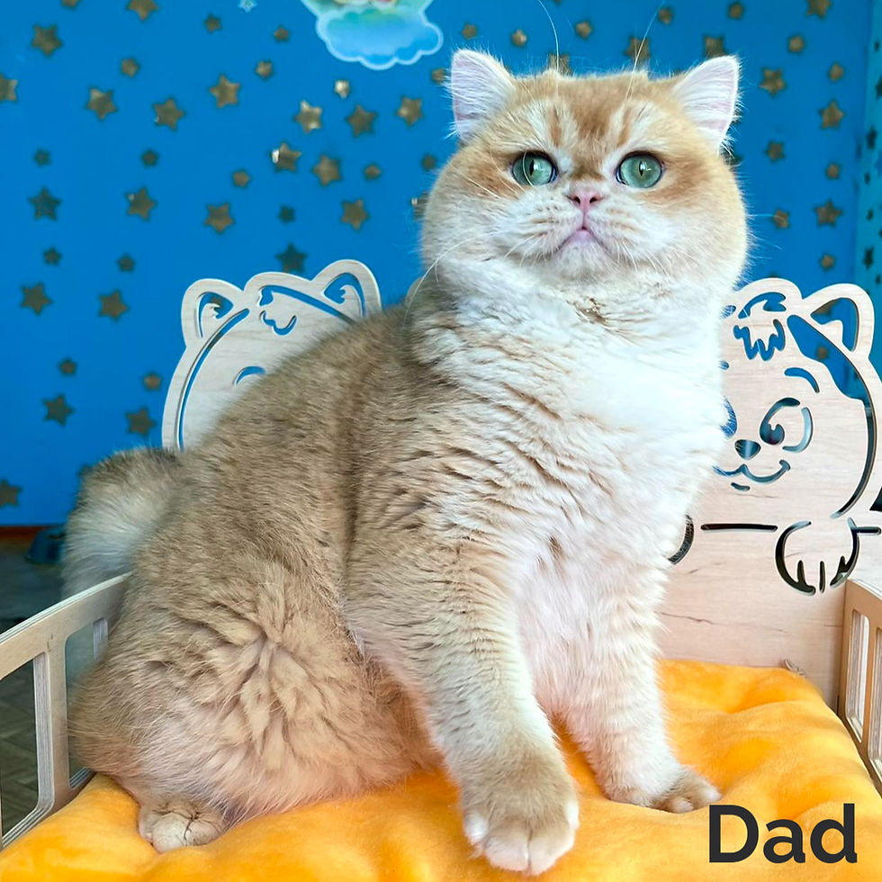 Thumbnail: British shorthair