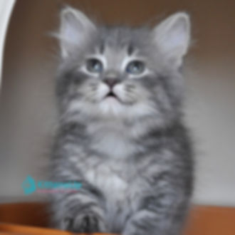 Siberian