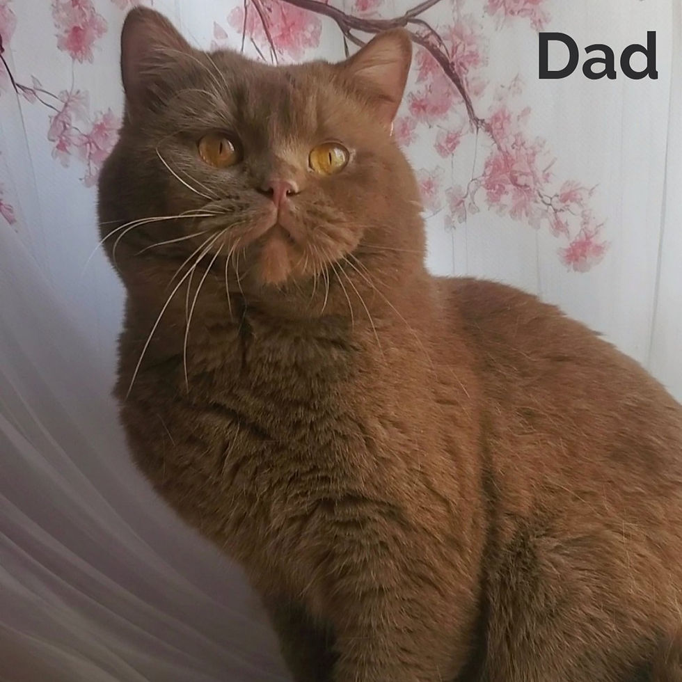 Thumbnail: British shorthair