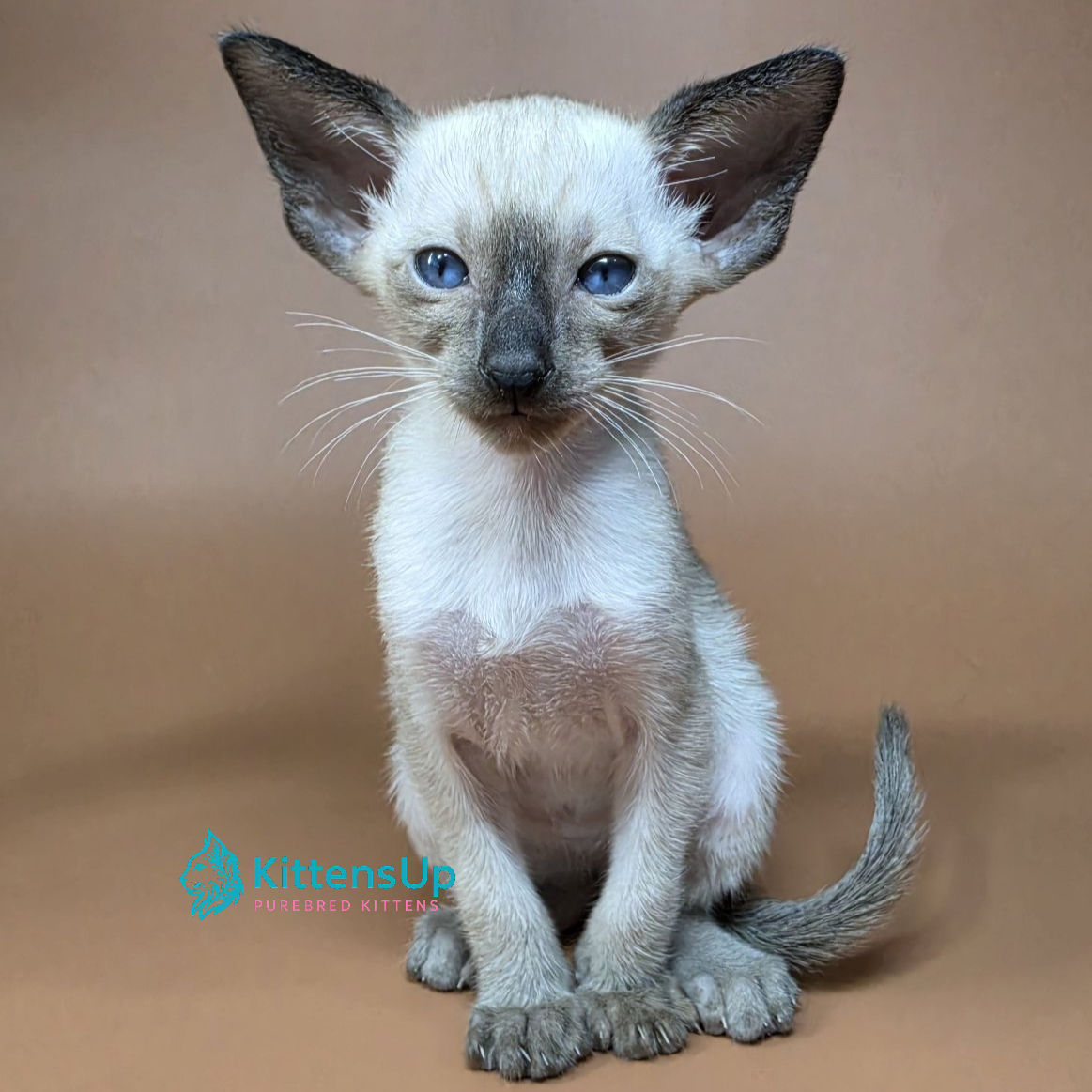Siamese