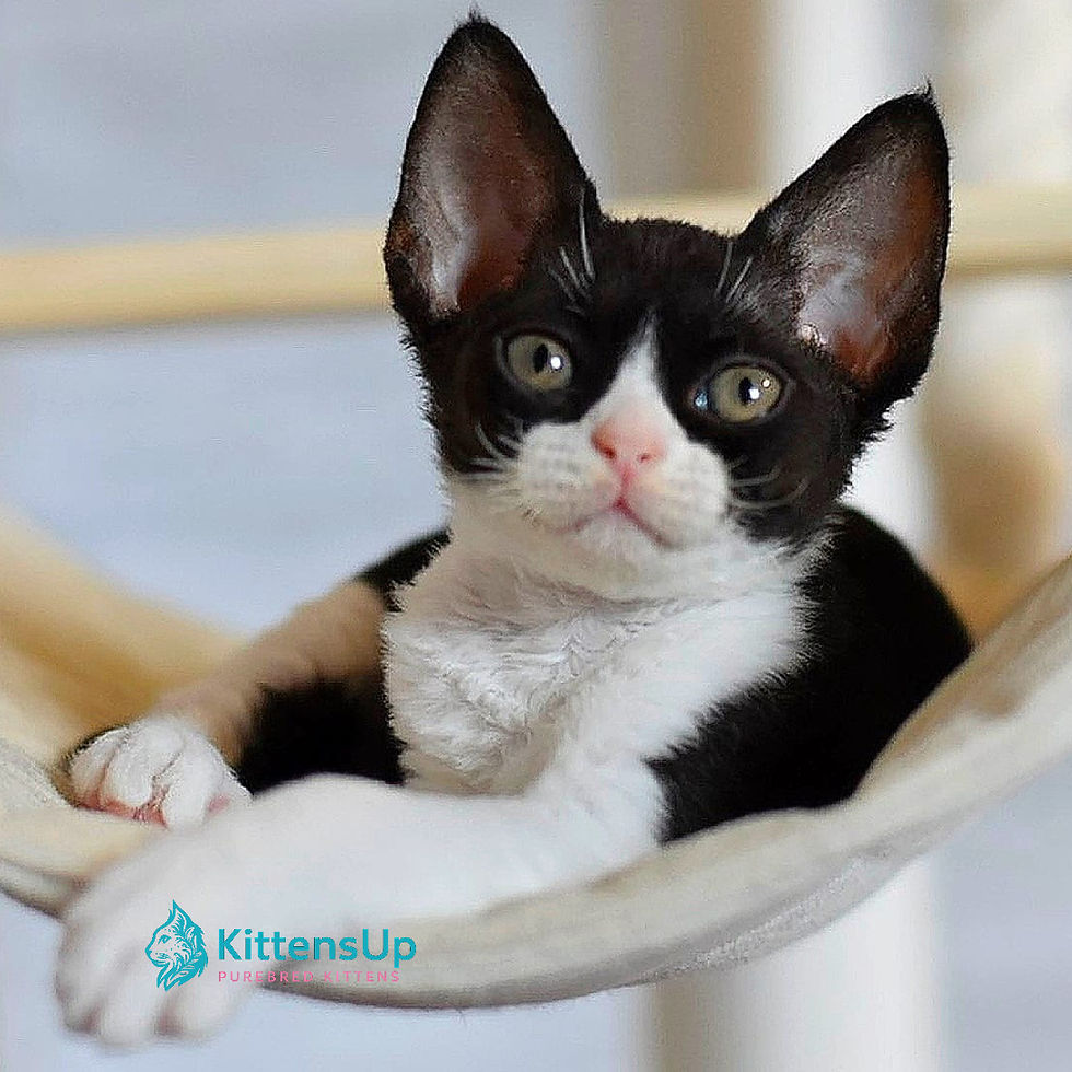 Devon Rex