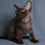 Thumbnail: 557 Genri (R) Devon Rex male kitten