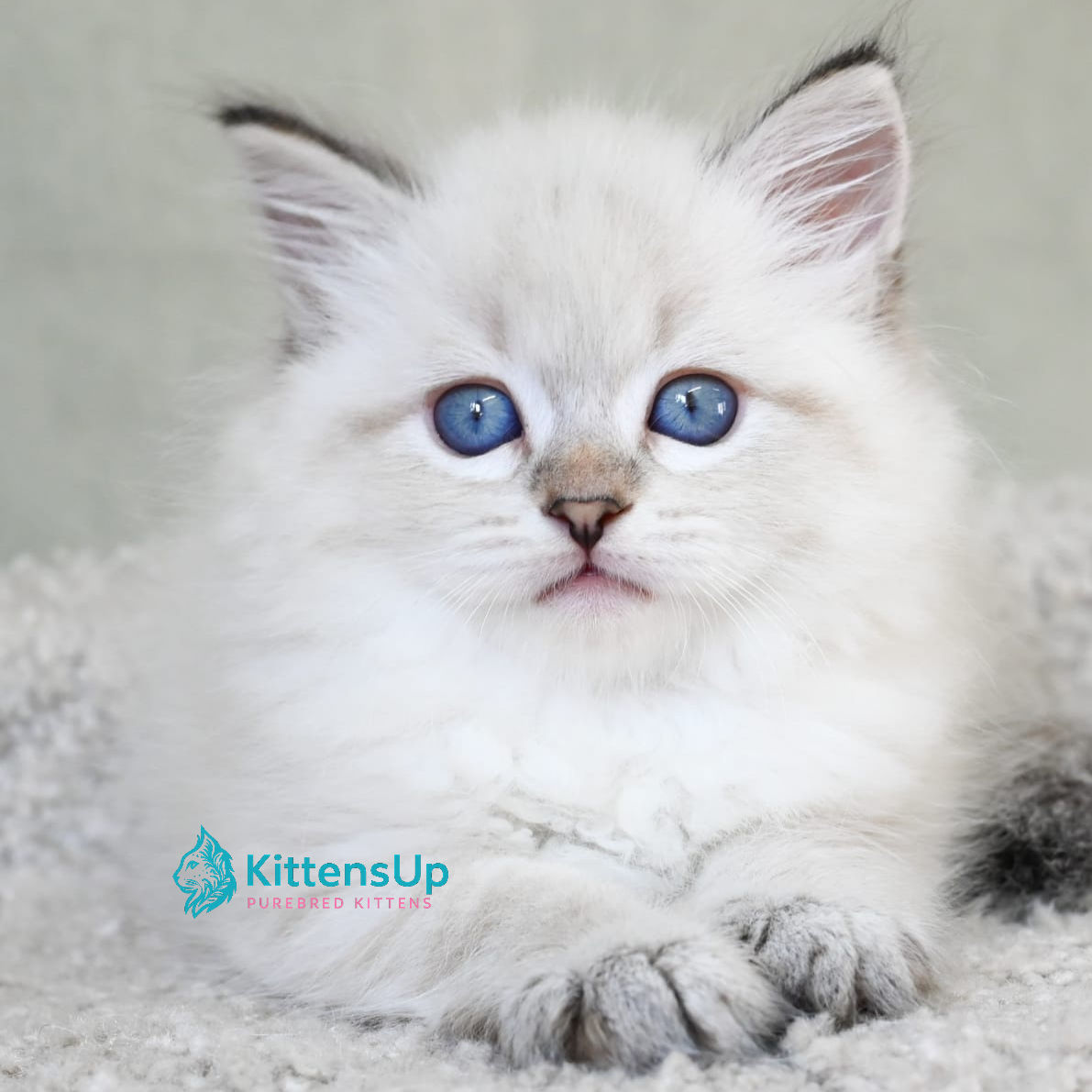 Siberian