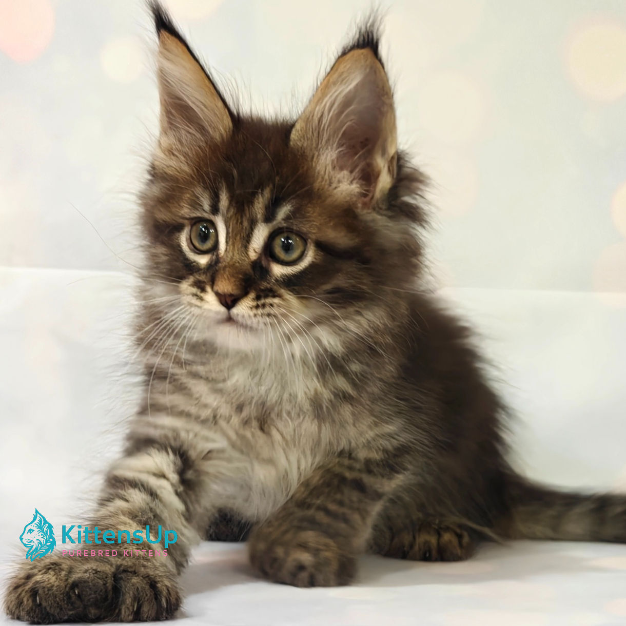 Maine Coon