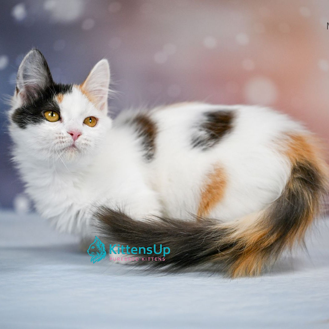 161 Wednesday (U) Munchkin longhair female kitten
