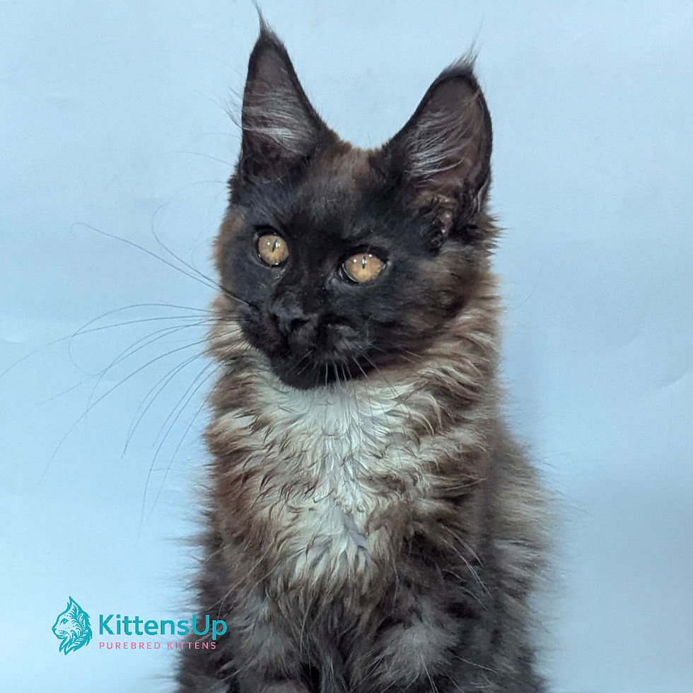 Maine Coon