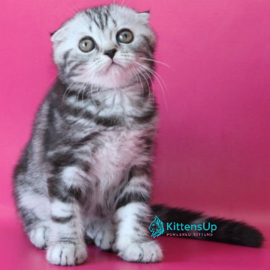 Scottish Fold