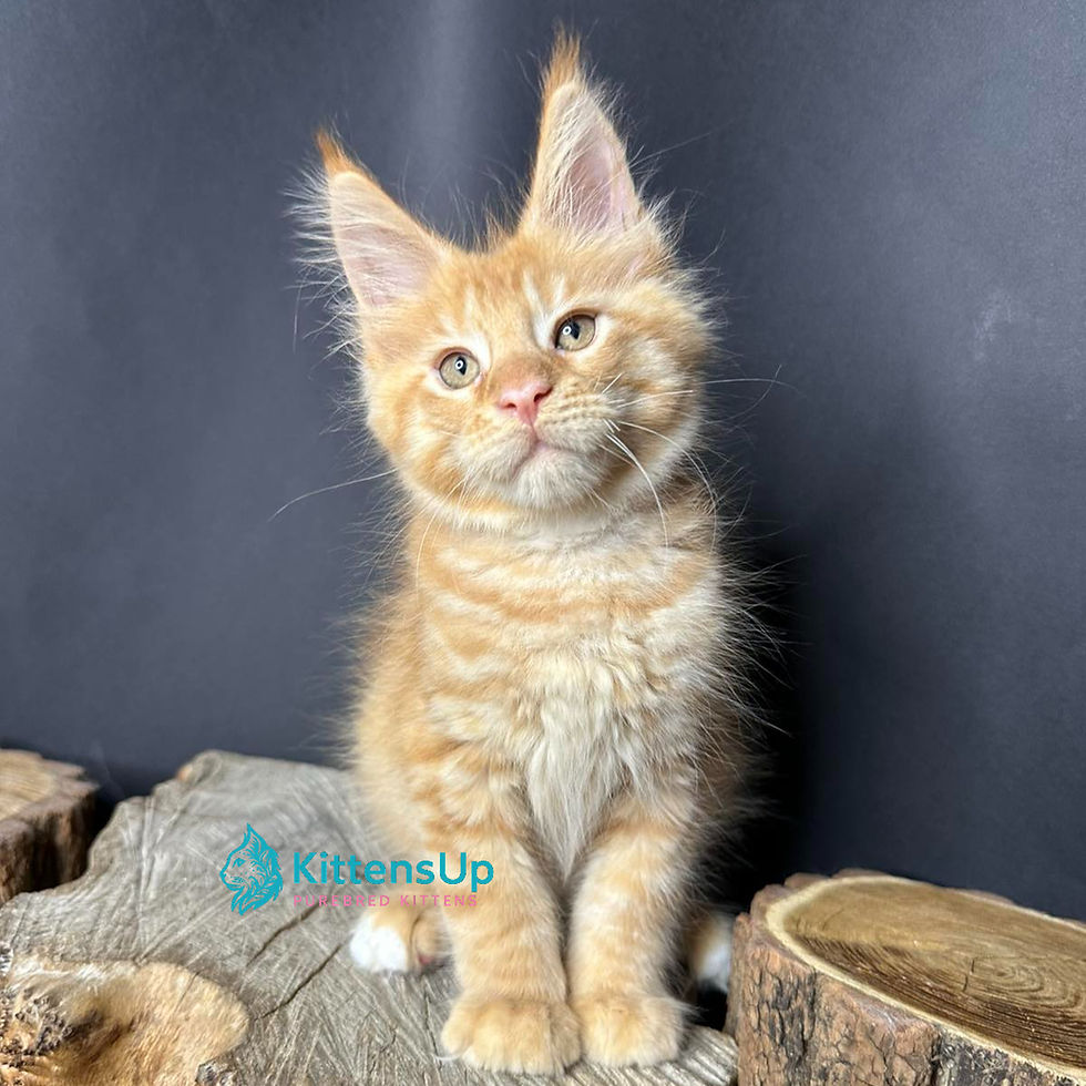 Maine Coon