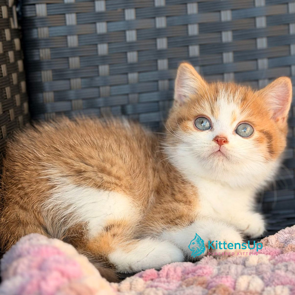 Thumbnail: British shorthair