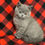 Thumbnail: 991 Caytlin (U) British shorthair Female kitten
