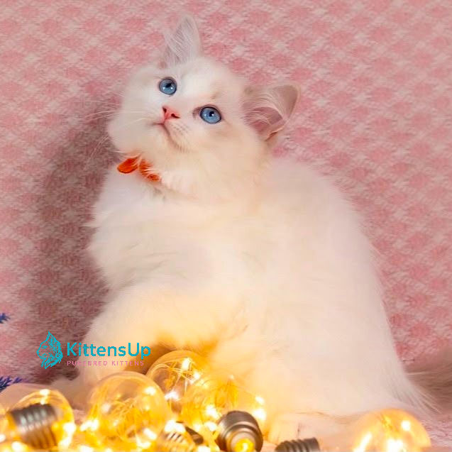Ragdoll