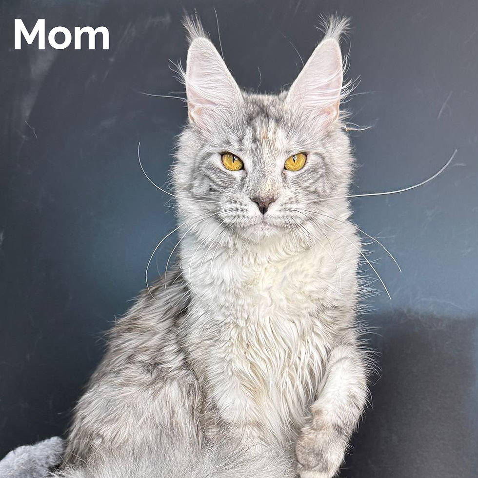 Thumbnail: Maine Coon