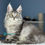 Thumbnail: 230 Dior (U) Maine Coon male kitten