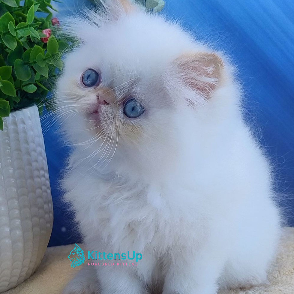 Persian longhair