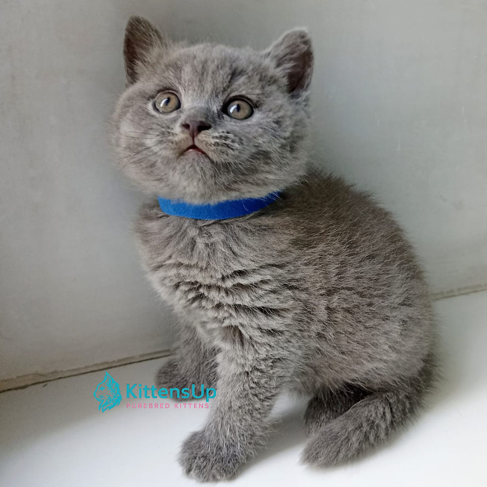 Thumbnail: British shorthair