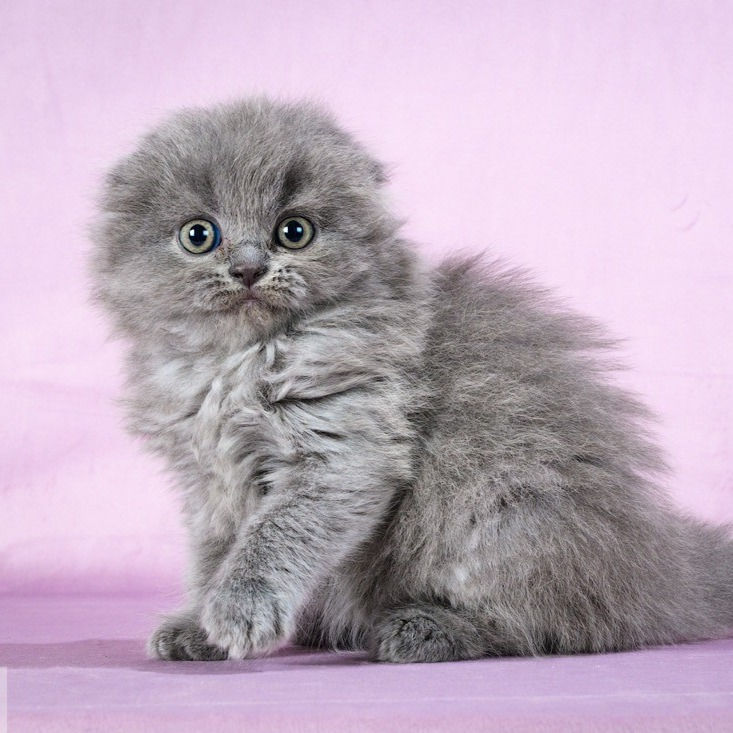 Thumbnail: 054 Simba (R) Scottish fold longhair male kitten