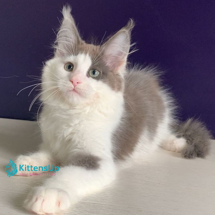 Maine Coon