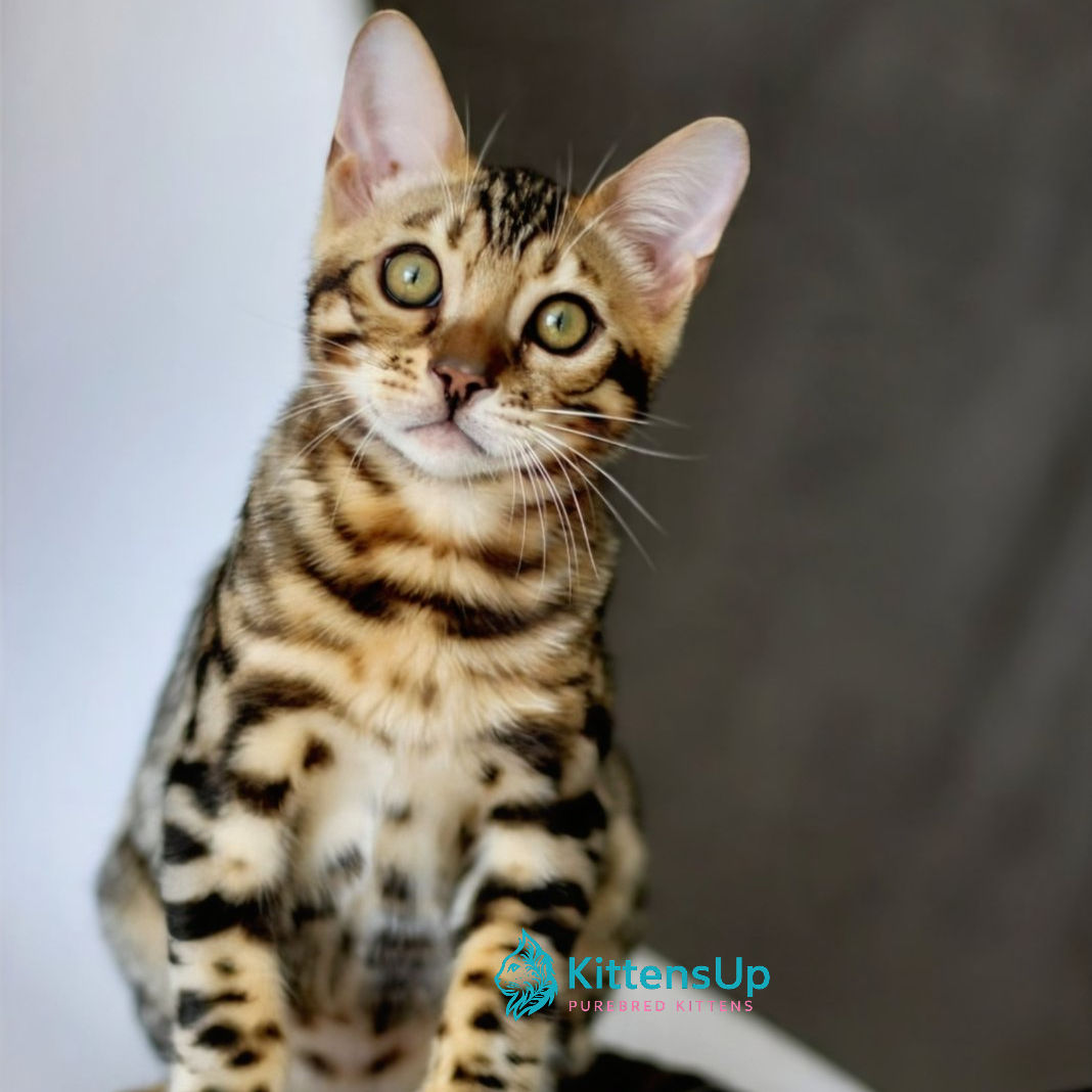 Bengal
