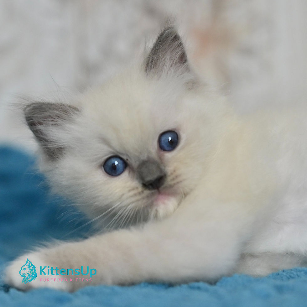 Ragdoll