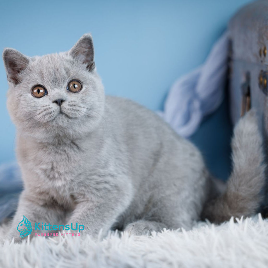 British shorthair