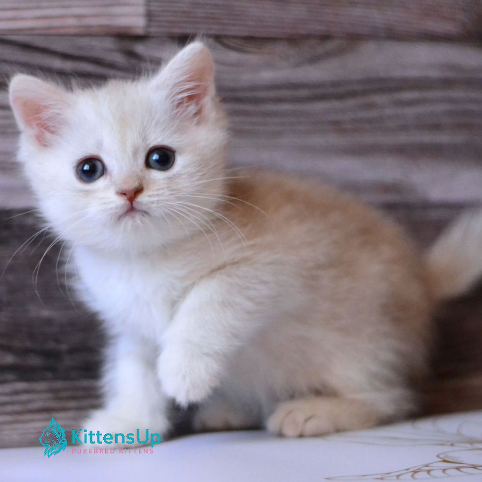 Thumbnail: British shorthair