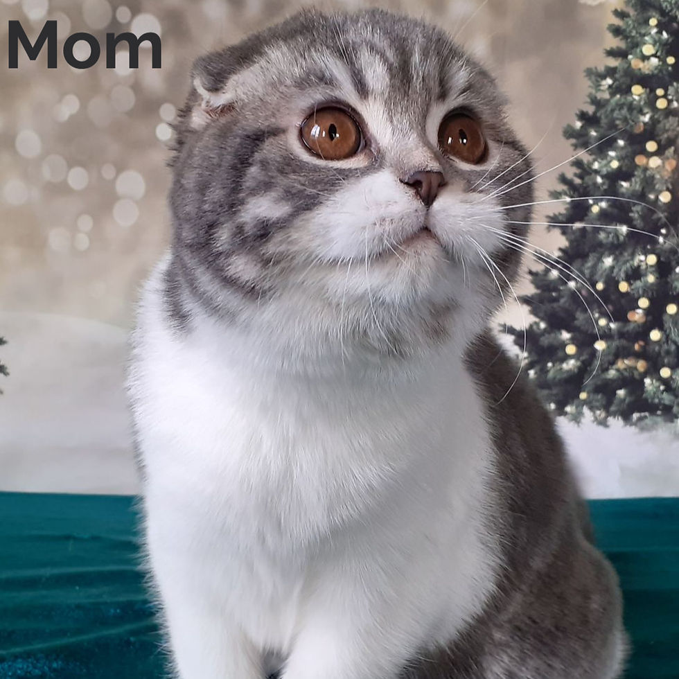 Thumbnail: 274 Kris (U) Scottish Fold longhair male kitten