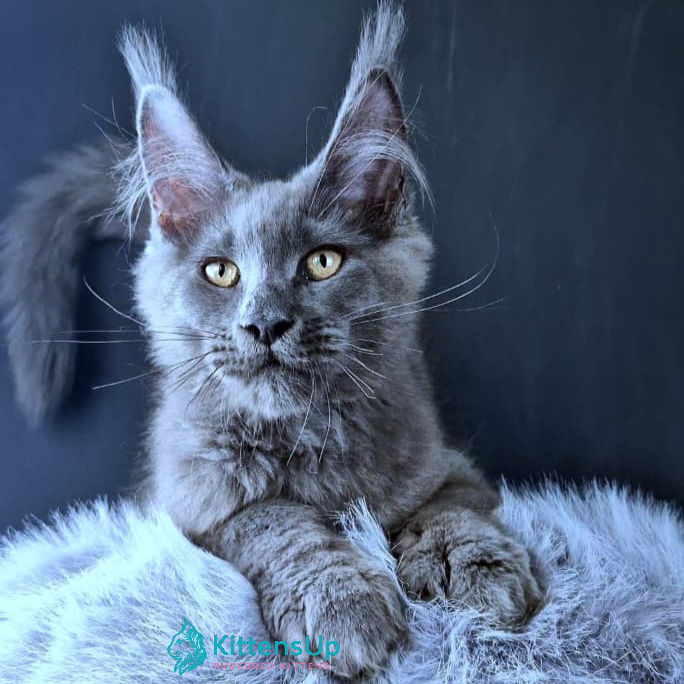 Maine Coon