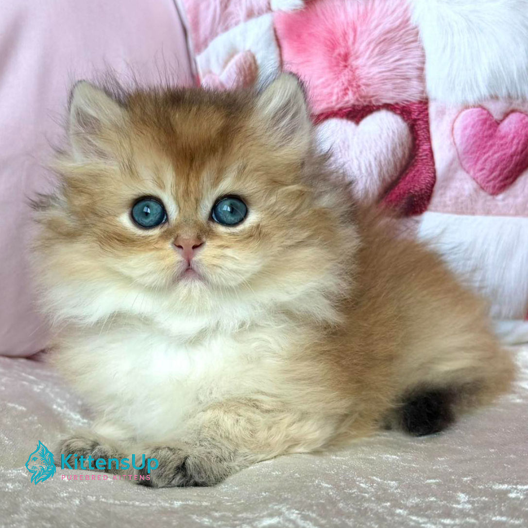 British longhair
