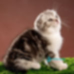 Scottish Fold