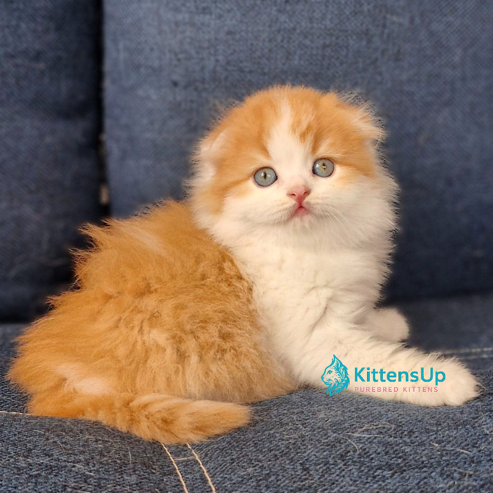 Scottish fold