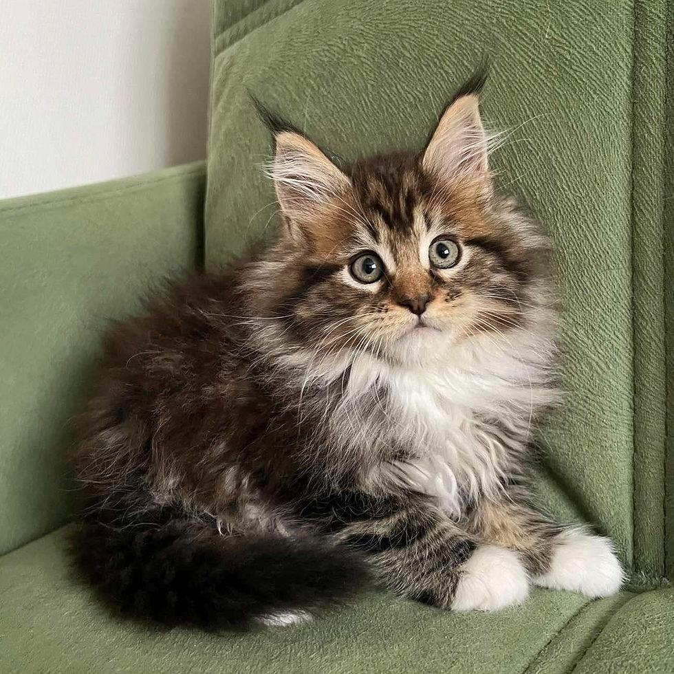 Thumbnail: 255 Xanthe (U) Maine Coon female kitten