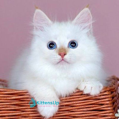 Siberian